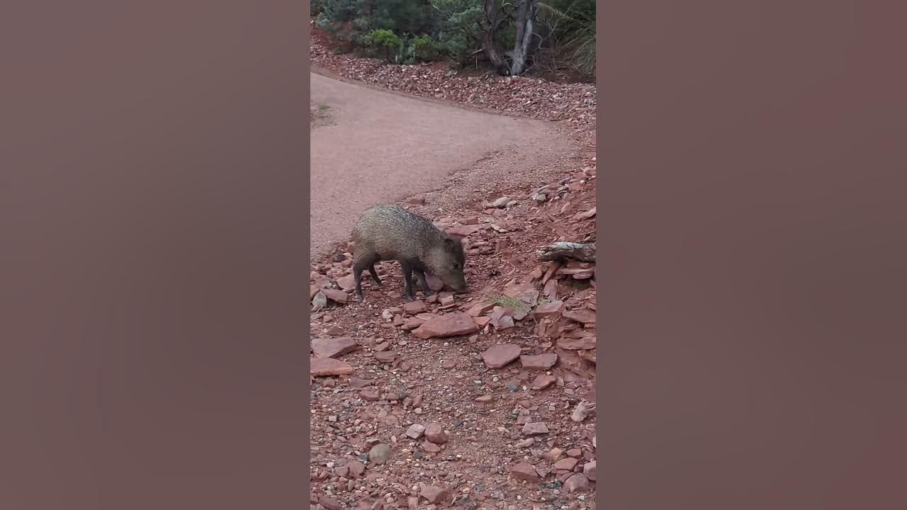 A Javelina eating a Tarantula in Sedona AZ YouTube