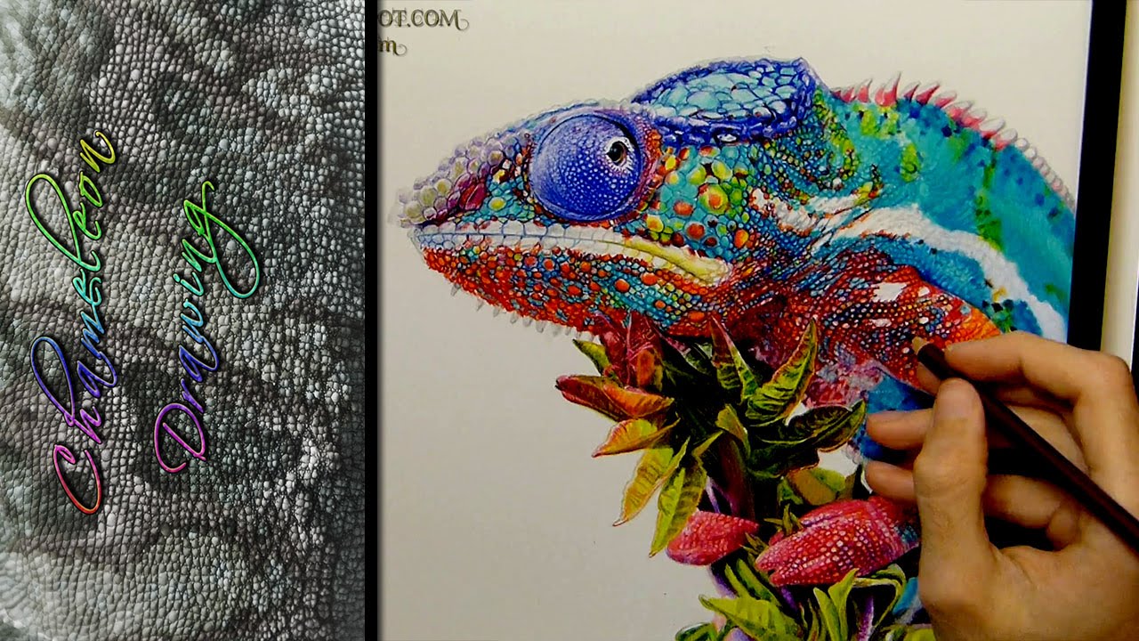 Chameleon Drawing Realistic Ambrojordiart - YouTube