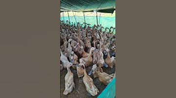 SUARA BEBEK KWEK KWEK KWEK KWEK , SUARA BEBEK WEK WEK , SUARA BEBEK KESURUPAN , SUARA BEBEK ANGSA