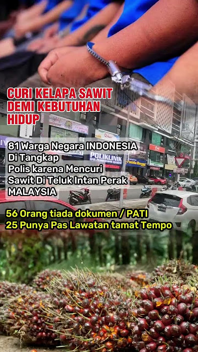 81 WNI di Tangkap Polis karena curi Sawit di teluk intan perak malayaia