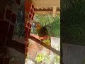 ele gosta de tomate bem vermelhinho