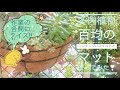 【多肉植物】百均のハンギングバスケットとマットを使って寄せ植えるのは やっぱり強い普及種❣️クイズは似てる多肉のお名前当て‼️