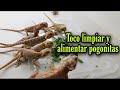 Hoy tocó limpiar y alimentar pogonitas