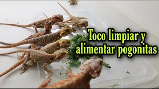 Hoy tocó limpiar y alimentar pogonitas