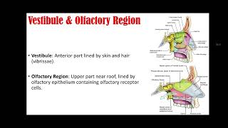 Nose Anatomy Explained | Structure & Functions of the Human Nose #anatomy #lecture #medical #science