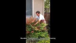 Nandina 'Gulf Stream', 'Compacta' Pruning