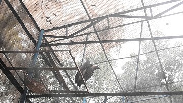 Vultures - Photographing the Antiheroes of Our Ecosystems | Exposure
