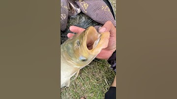 Quá Kinh Ngạc Câu Cá rất lớn tại con suối nhỏ! #fishing #cauca #fish