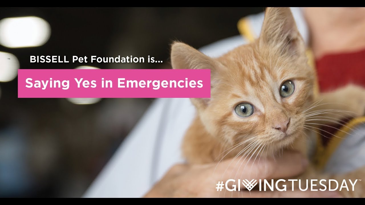 BISSELL Pet Foundation is Saying Yes in Emergencies