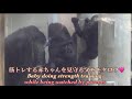 室内で筋トレを頑張る赤ちゃんゴリラを、一緒に見守る母ゲンキと父モモタロウ♪⭐️Gorilla【京都市動物園】Baby Santaro doing strength training!