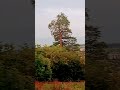 #питер #красноесело
