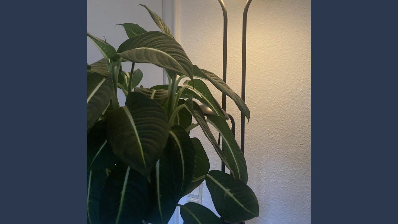 disbelief (feat. sleepwater)