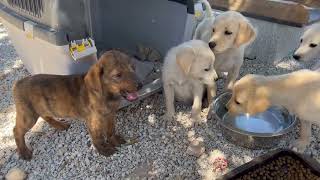 I think is a good idea to put the new puppy together with the 6 puppies  Takis Shelter