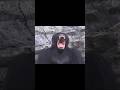 How Animals Yawn 🥱