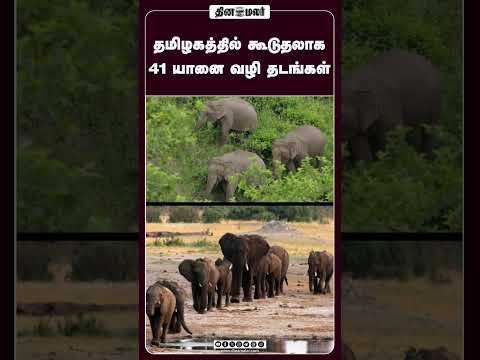 தமிழகத்தில் கூடுதலாக 41 யானை வழி தடங்கள்