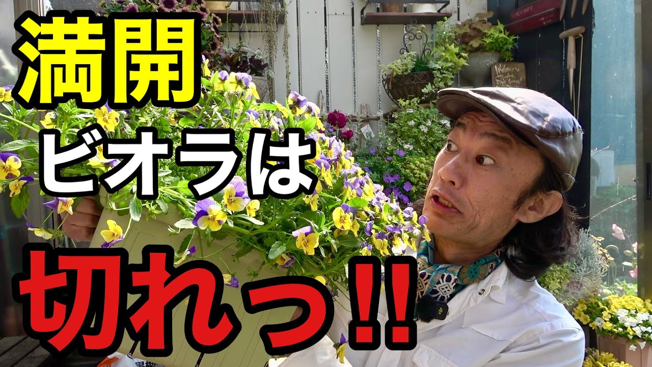 What would you do with a viola in full bloom? ? [Gardening