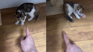 Kitten Defends Against Owners Index Finger