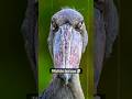 The Most Terrifying Animal Sounds Ever #animals #wildanimals #shorts