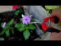 Deadheading and Fertilizing Flowers - Dahlias, Salvia, Pentas....