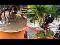 easy way to plant moss in coconut bonsai | bonsai kelapa