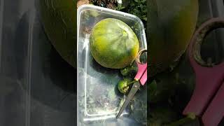 petik sayur dan buah di kebun mini belakang pekarangan rumah #berkebundirumah #garden #gardening