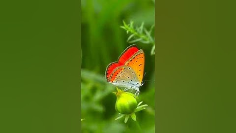 #سورة_ياسين #funny #اكسبلور #cutebaby #صباح_الخير #fypシ゚viral #tiktok #cute #قران_كريم #قران