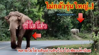 Ep.139 กลัวที่ไหน..? หนุ่มน้อยเมฆา..กล้าเผชิญกับพีโย่ว..!!#เขาใหญ่ #elephant #nature #new #animals