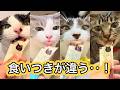 えっ…こんな夢中なる!?猫たち大興奮!先生お勧めのおやつ【にゃっち】
