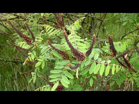 Video: Amorpha-struikplant en het gebruik ervan in de geneeskunde
