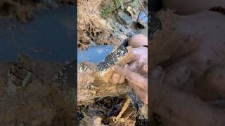 The process of finding gold | finding gold in bedrock fragments | finding gold nuggets worth $3000