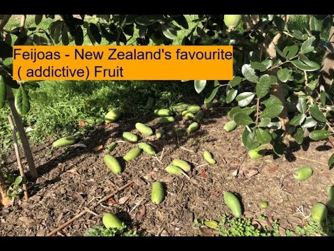 Feijoas - New Zealand's most favourite fruit
