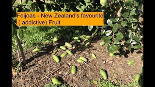 Feijoas - New Zealand's most favourite fruit