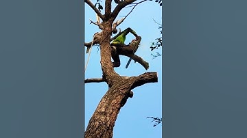 Woodworking project big tree cutting skill techniques #shortvideo #treecutting #chainsaw