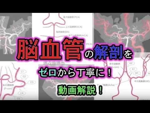 脳血管(動脈)の解剖を図とMRA画像でわかりやすく解説！