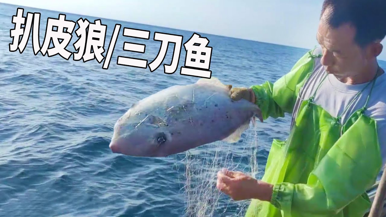 彪哥：出海捕鱼渔获挺特别，有长得像地雷的海胆，还有扒皮狼加三刀鱼【南澳岛记录员彪哥】 - YouTube