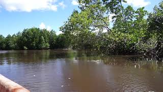 Chwaka Bay, Zanzibar, Tanzania: by boat through the mangroves