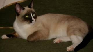 Snowshoes cat  History,Personality,Health,Care