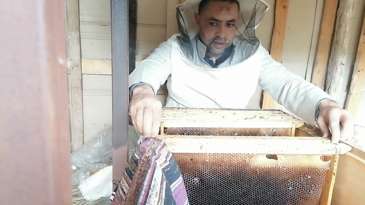 تقرير سعد الذابح و موت النحل حول العالم