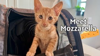 From Bush to Blanket: My First Time Fostering a Kitten!