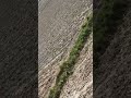 #funny #automobile #dance #shortvideo #song #viralvideo