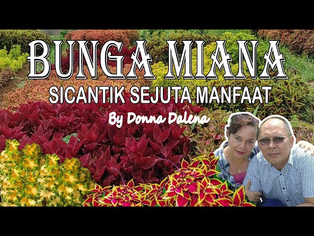 SI CANTIK BUNGA MIANA DENGAN SEJUTA MANFAAT DI DONNA GARDEN class=