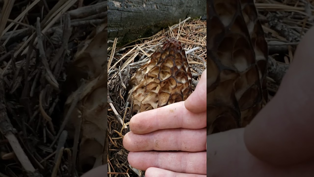 Hunting morels in Oregon. YouTube