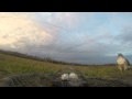 Gopro:Trapping the Red-tailed Hawk