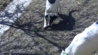 Meet Kennedy a Pointer currently available for adoption at Petango.com! 3/31/2015 9:01:54 PM