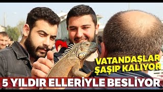 5 Yıldır Beslediği İguana En Yakın Arkadaşı Oldu