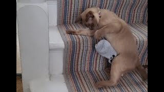 ' I'm making this sock wiggle! Look... ' Funny Animals 2023  BURMESE CAT Videos ❤ MILLIE & MABEL