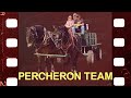 Percheron team  wagon