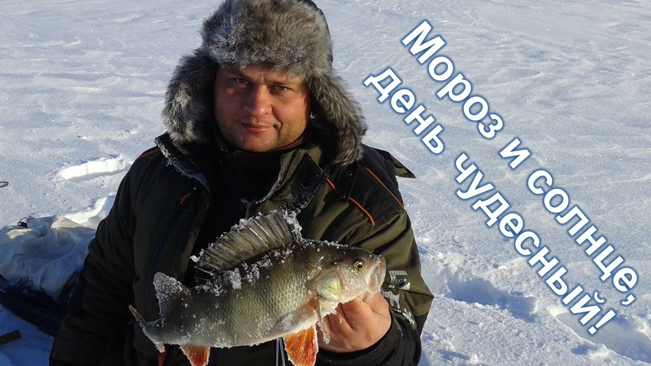 Рыбалка на волге в ульяновске. Ловля окуня зимой на Волге в Ульяновске. Ловля окуня на Волге зимой. На Волге поймать окуня секреты на удочку.
