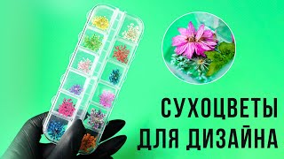 ?Сухоцветы для дизайна?