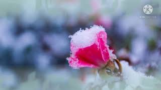 #SweetDream#Good night..💤おやすみなさい。 Relaxing Sleep Music 🎶#คืนนี้ฝันดี หลับยาวคลายเครียด#ฝันดี screenshot 1